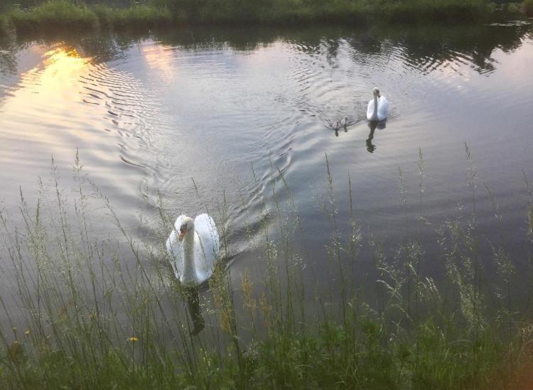 Bilocale In The Farm- Malpensa-Lago Maggiore 瓦拉洛蓬比亚 外观 照片
