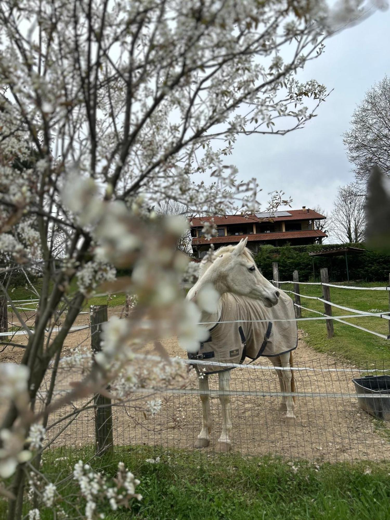 Bilocale In The Farm- Malpensa-Lago Maggiore 瓦拉洛蓬比亚 外观 照片